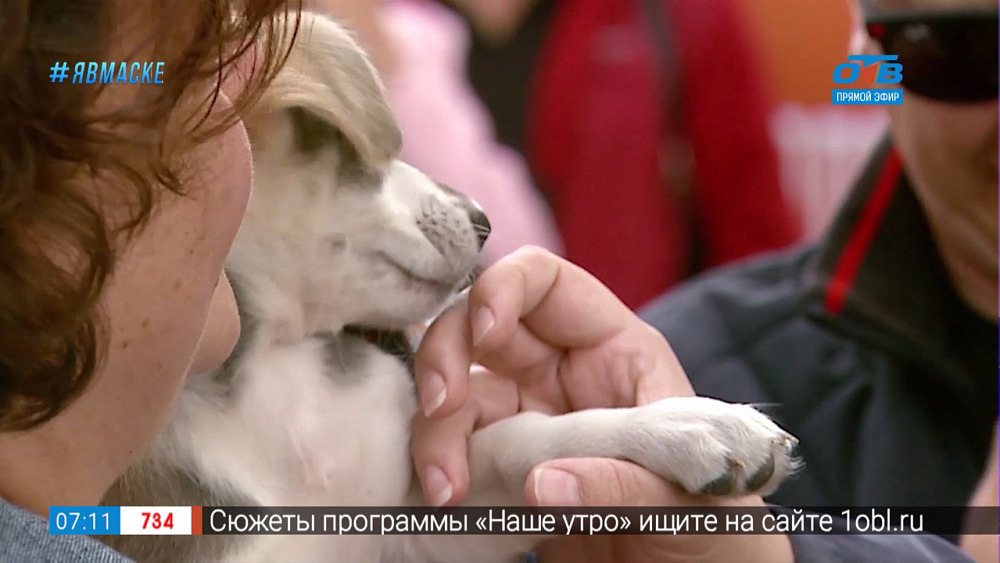 Сюжет «День доброго хвоста»