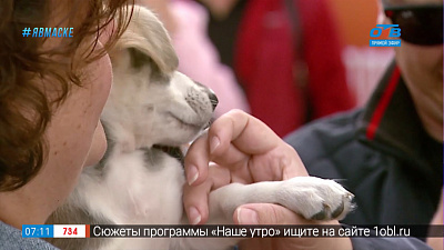 Сюжет «День доброго хвоста»