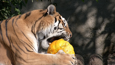 Тигр ест тыкву и не морщится: видео из Челябинского зоопарка