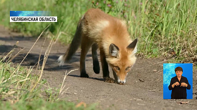 Диких зверей вернули в лес