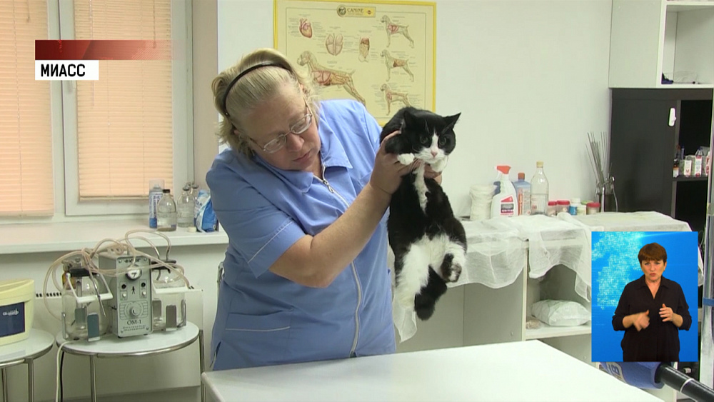 В Миассе спасают избитых животных