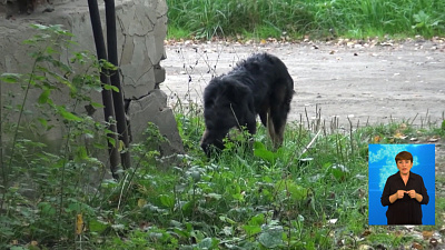 Следователи проверят историю о нападении пса