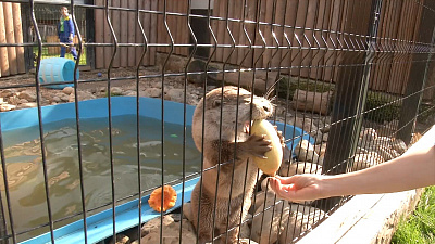 Выдры играют с тыквами и кабачками: видео Челябинского зоопарка