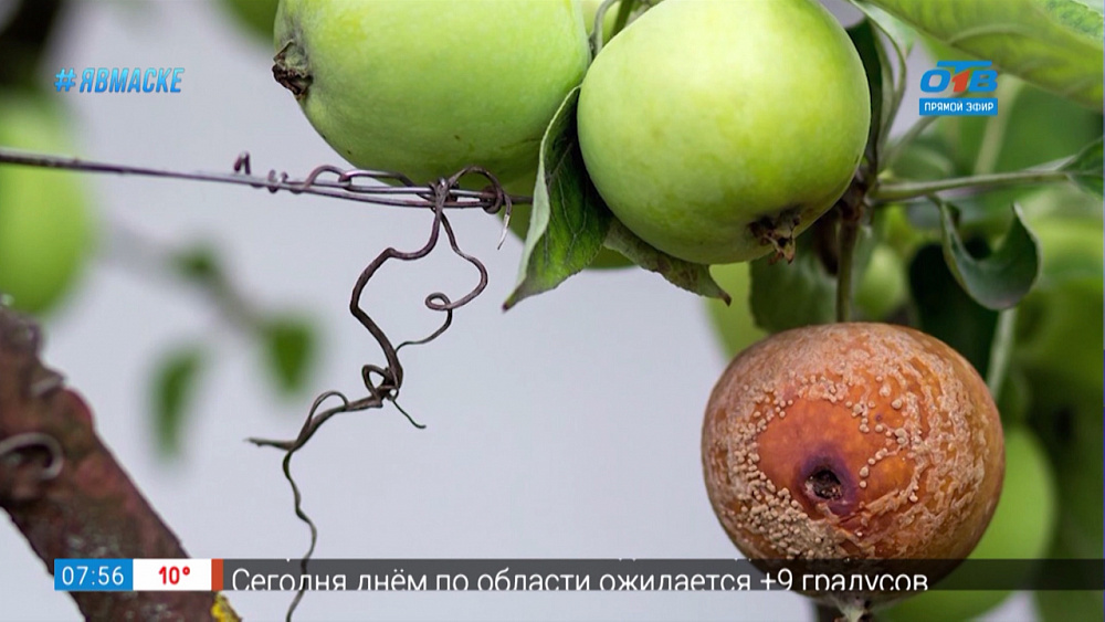 Руки садовода — обработка растений от вредителей осенью