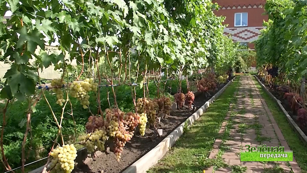 Зеленая передача 17.09.2020