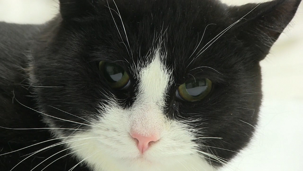 Пьяный миасец выкинул кота в окно и получил реальный срок