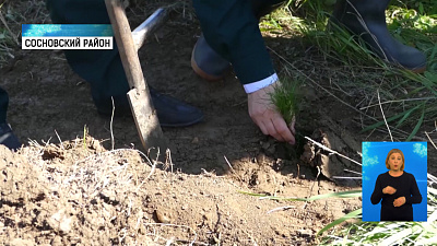 Волонтёры высадили сосны