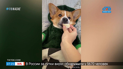 Все хвосты дома — осеннее настроение у корги