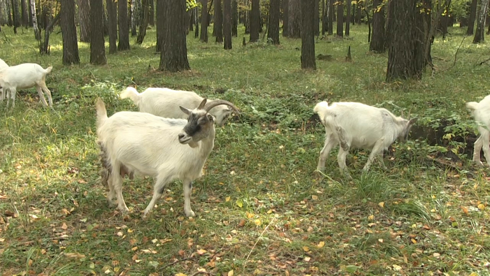 Пасущиеся на кладбище козы возмутили миасцев