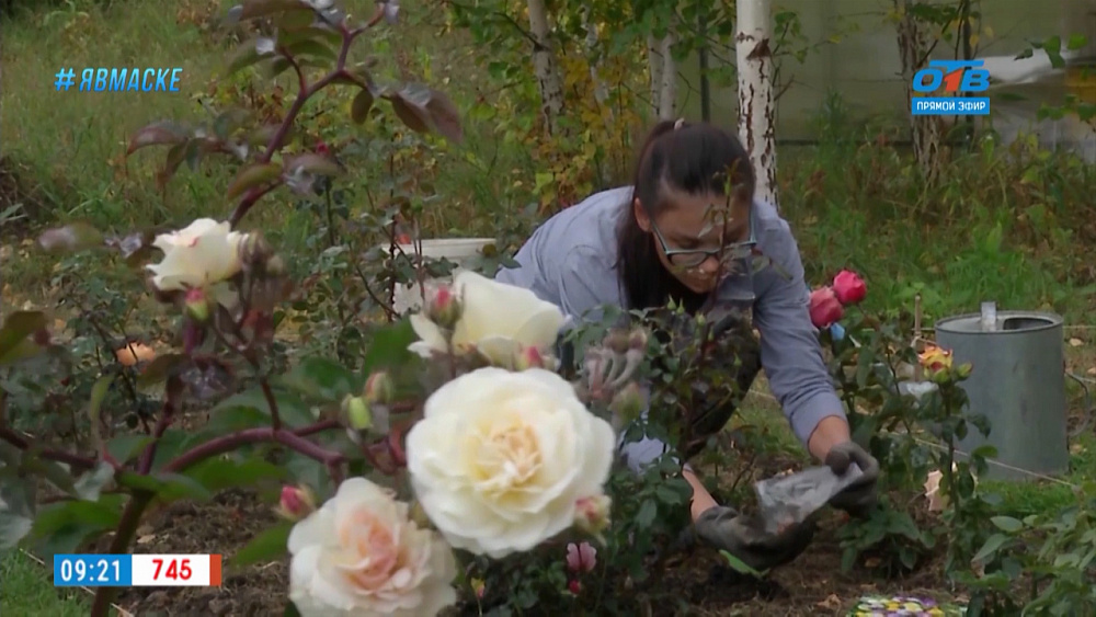 Руки садовода — когда сажать луковичные