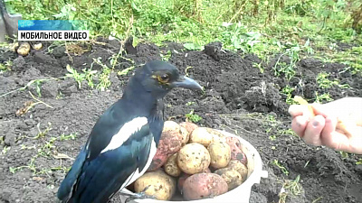 В Миассе садоводы приручили сороку