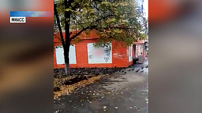 В Миассе появились голуби-преследователи