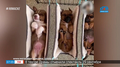 Все хвосты дома — сладкий сон в гамаке