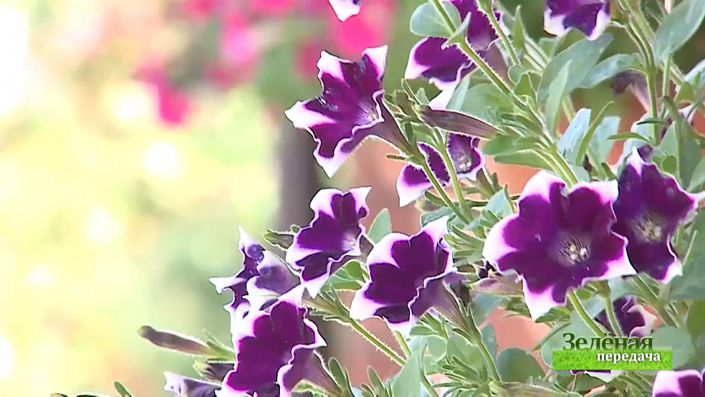 Зеленая передача 24.09.2020