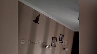 Летучая мышь спит на шторах: видео из Магнитогорска