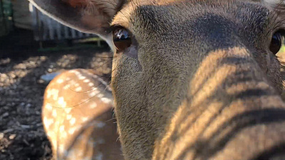 Пятнистые олени наслаждаются тёплой погодой: видео Челябинского зоопарка
