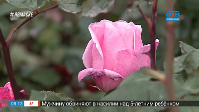 Руки садовода — как продлить цветение роз