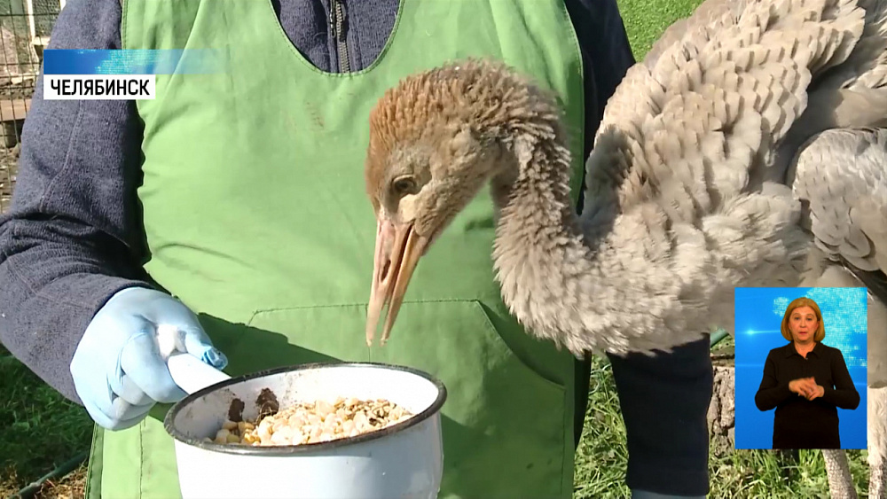 «Новый» Жорик появился в приюте у Даллакяна