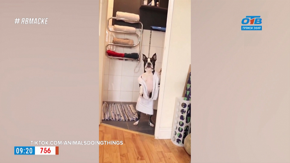 Все хвосты дома — осторожно, злая собака!