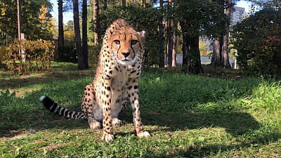 Гепард Афродита согласилась на короткую видеосессию