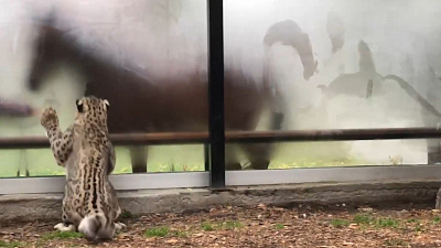 Охота снежного барса попала на видео в Челябинском зоопарке