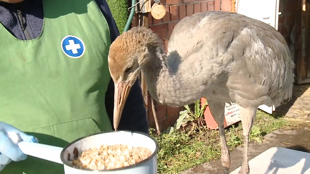 «Новый» Жорик появился в приюте у Даллакяна