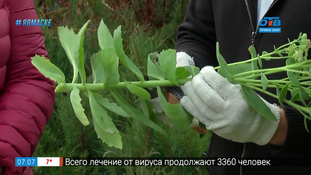 Руки садовода — размножение очитка