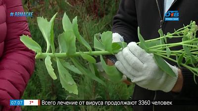 Руки садовода — размножение очитка