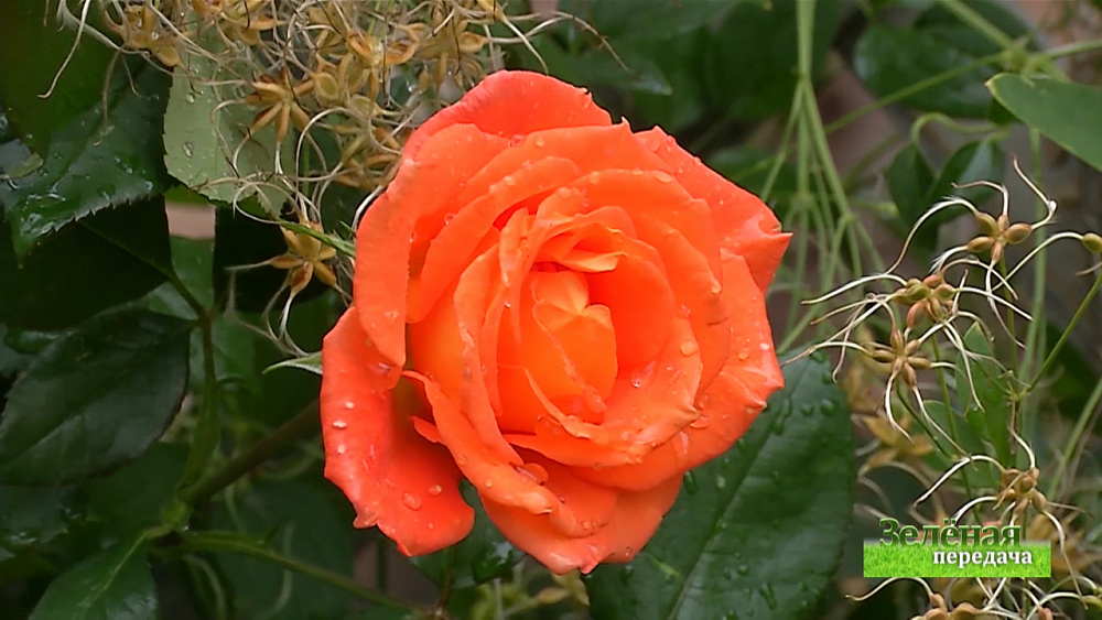 Зеленая передача 01.10.2020