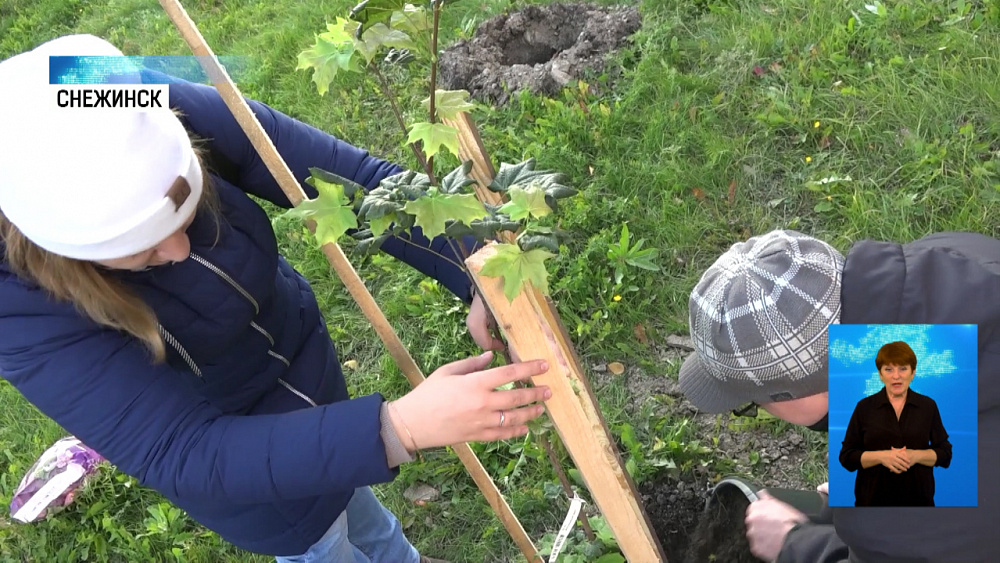 75 клёнов высадили в Снежинске