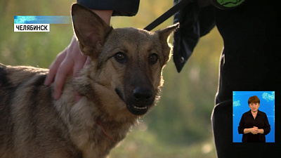 Сбитой собаке ищут хозяев
