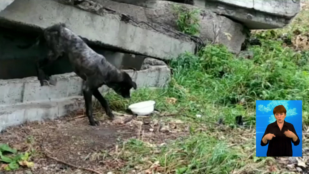 Зоозащитники спасли собаку