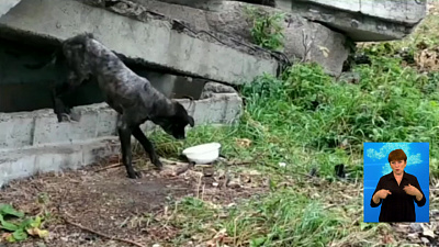 Зоозащитники спасли собаку