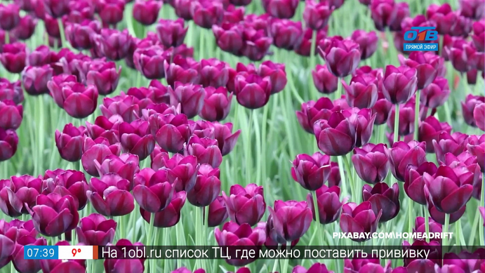 Путешествие в квартире — Живописные сады