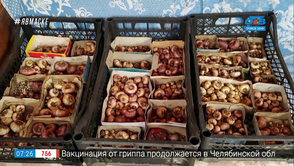 Руки садовода — готовим гладиолусы на зимовку