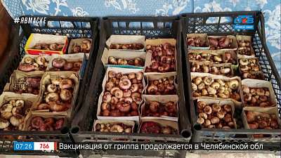 Руки садовода — готовим гладиолусы на зимовку