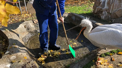 Пеликаны делают уборку в своём вольере: видео Челябинского зоопарка