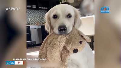 Все хвосты дома — Хвостатый будильник