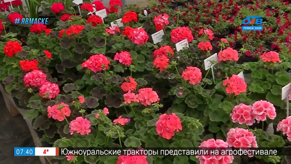 Руки садовода — готовим цветник к зимовке