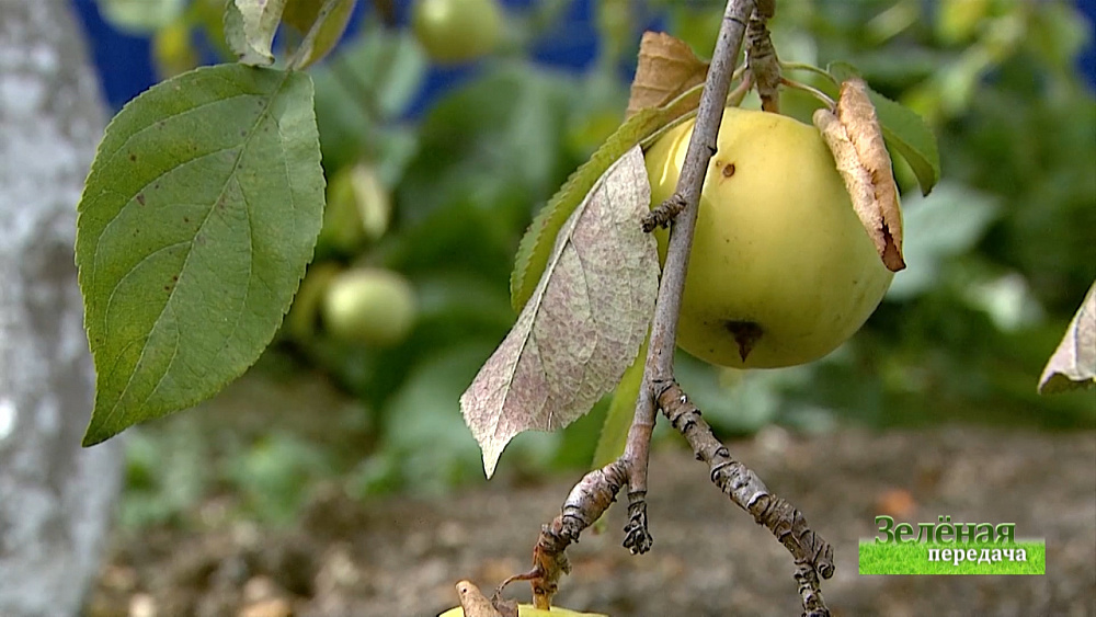 Зеленая передача 08.10.2020