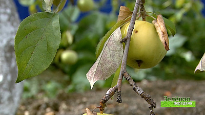 Зеленая передача 08.10.2020