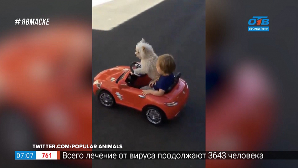 Все хвосты дома — Пушистый таксист