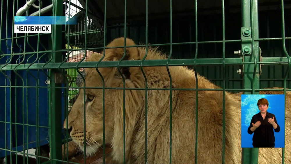 Спасённых льва и леопарда увезут в Африку