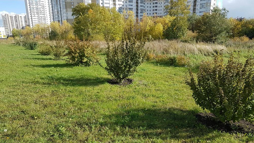 Деревья Челябинска Фото