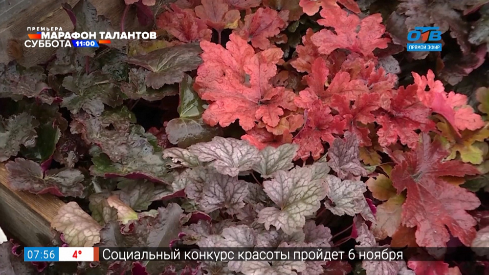 Руки садовода — Готовим гейхеры к зимовке