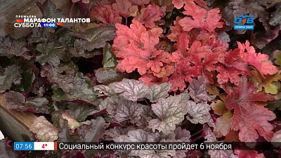 Руки садовода — Готовим гейхеры к зимовке