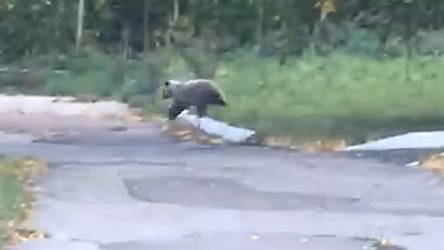 Медведь вышел в детский лагерь под Магнитогорском: видео очевидцев