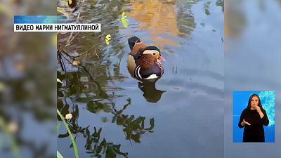 В парке Гагарина заметили мандаринок