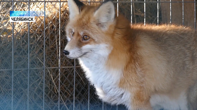 В Челябинске появилась зоополиция