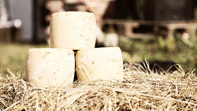 В Челябинской области создадут агротуристический центр с производством элитного сыра